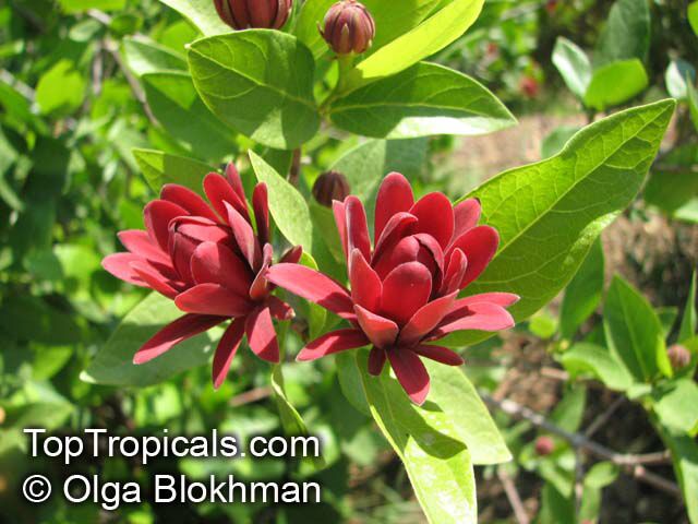 Genuine Spice Shrub Calycanthus floridus Plant 5-10cm Clove Pepper Rarity