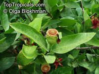 Calycanthus floridus, Sweetshrub, Carolina allspice, Strawberry shrub, Pineapple shrub

Click to see full-size image