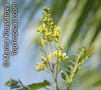 Cassia siamea, Kassod Tree, Siamese Senna

Click to see full-size image