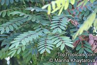 Cassia siamea, Kassod Tree, Siamese Senna

Click to see full-size image