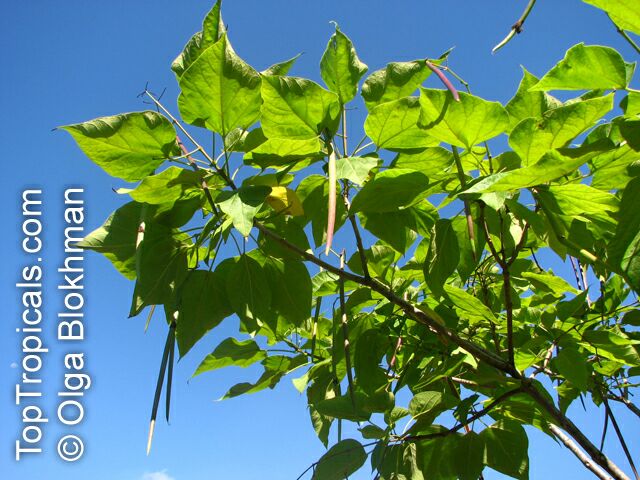 Catalpa bignonioides, Southern Catalpa, Indian Bean Tree