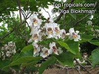 Catalpa bignonioides, Southern Catalpa, Indian Bean Tree

Click to see full-size image