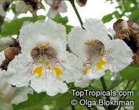 Catalpa bignonioides, Southern Catalpa, Indian Bean Tree

Click to see full-size image