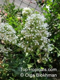 Centranthus ruber , Red Valerian 

Click to see full-size image