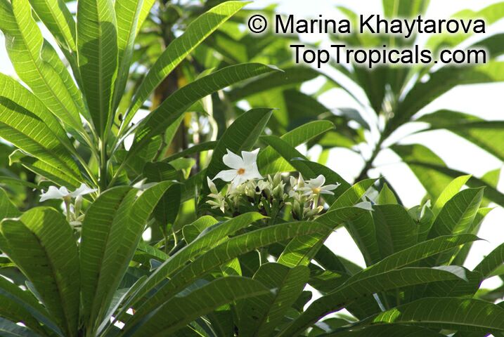 Cerbera manghas, Native Frangipani