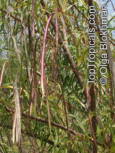 Chilopsis linearis, Desert Willow