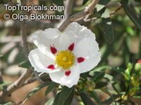 Cistus ladanifer, Gum Rockrose, Crimson-spot Rockrose 

Click to see full-size image