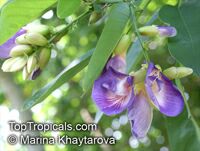 Clitoria fairchildiana, Orchid Tree, Clitorea Tree, Philippine Pigeonwings

Click to see full-size image