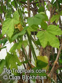 Cnidoscolus chayamansa, Maya Spinach Tree, Chaya Col, Kikilchay, Chaykeken

Click to see full-size image