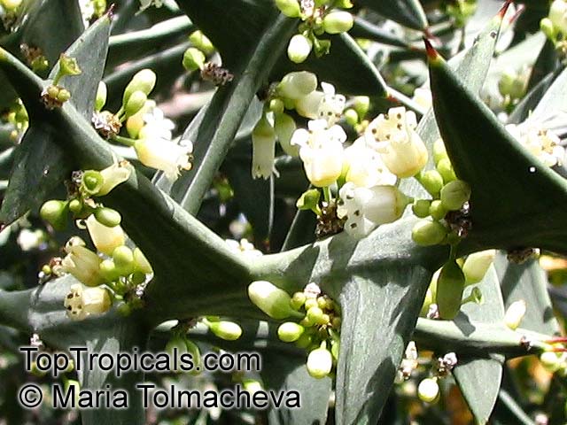 Colletia paradoxa, Colletia cruciata , Anchor Plant