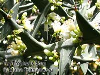 Colletia paradoxa, Colletia cruciata , Anchor Plant