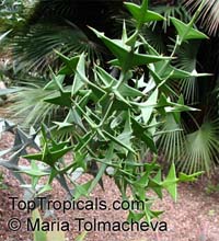 Colletia paradoxa, Colletia cruciata , Anchor Plant

Click to see full-size image