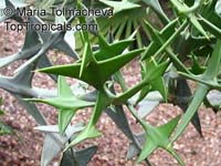 Colletia paradoxa, Colletia cruciata , Anchor Plant

Click to see full-size image