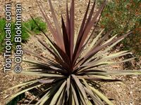 Cordyline australis, Cabbage Tree

Click to see full-size image