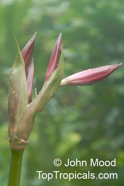Crinum sp., River Lily. Crinum 'Pink Lady'