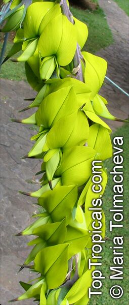 Crotalaria agatiflora , Canary Bird Bush