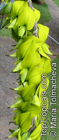 Crotalaria agatiflora , Canary Bird Bush

Click to see full-size image