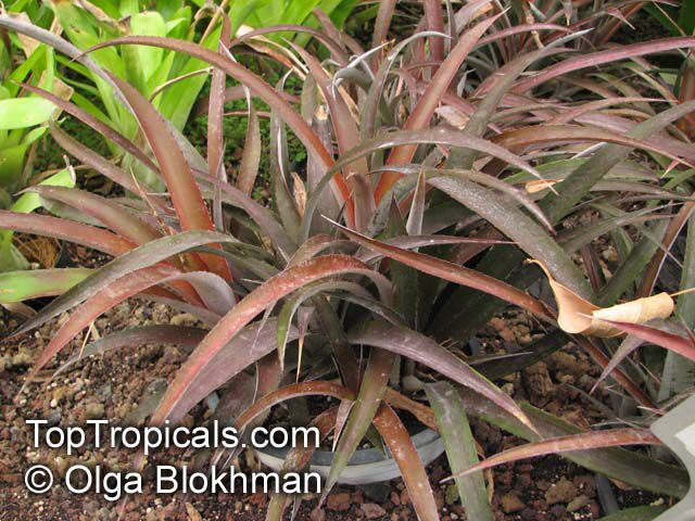 Billbergia sp., Bromeliad Queen of Tears, Friendship Plant. x Cryptbergia