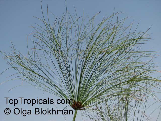 Cyperus papyrus, Papyrus, Paper Reed, Nile Grass