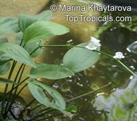 Echinodorus palaefolius, Mexican Sword-Plant 

Click to see full-size image
