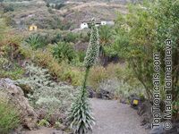 Echium simplex, Tower of Jewels

Click to see full-size image