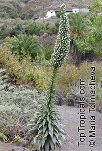 Echium simplex, Tower of Jewels

Click to see full-size image