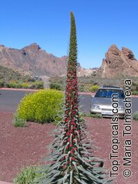 Echium wildpretii, Tower of Jewels 

Click to see full-size image
