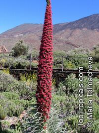 Echium wildpretii, Tower of Jewels 

Click to see full-size image