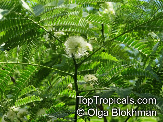 Enterolobium contortisiliquum, Mimosa contortisiliqua, Earpod Tree, Orelha-de-macaco
