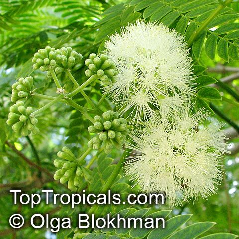 Enterolobium contortisiliquum, Mimosa contortisiliqua, Earpod Tree, Orelha-de-macaco