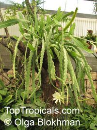 Epiphyllum sp., Orchid Cactus, Leaf Cactus