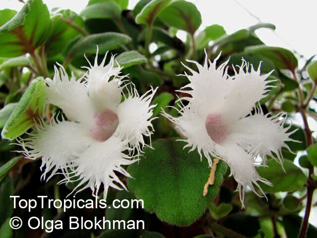 Alsobia dianthiflora, Episcia dianthiflora, Lace Flower