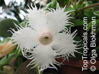 Alsobia dianthiflora, Episcia dianthiflora, Lace Flower

Click to see full-size image
