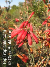 Erica chloroloma, Red Heath

Click to see full-size image