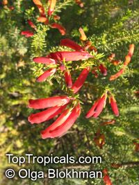 Erica chloroloma, Red Heath

Click to see full-size image
