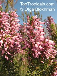 Erica multiflora, Mediterranean Heath

Click to see full-size image