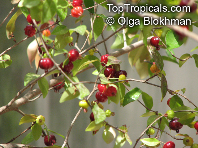 Eugenia uniflora, Eugenia michelii, Surinam Cherry, Pitanga, Brazilian Cherry