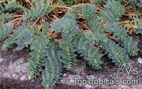 Euphorbia myrsinites , Myrtle Euphorbia, Donkeytail Spurge

Click to see full-size image