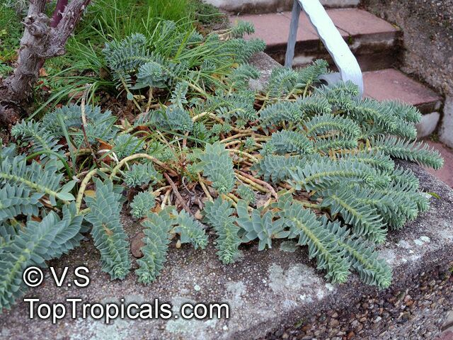 Euphorbia myrsinites , Myrtle Euphorbia, Donkeytail Spurge