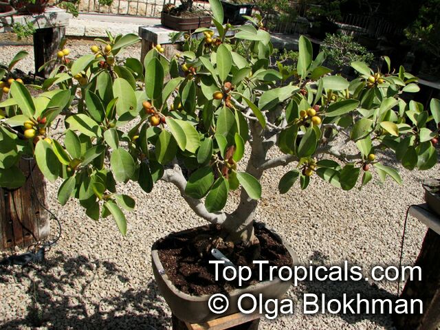 Ficus obliqua, Queensland Small-leaved Fig