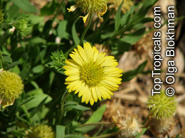 Gaillardia sp., Blanket Flower