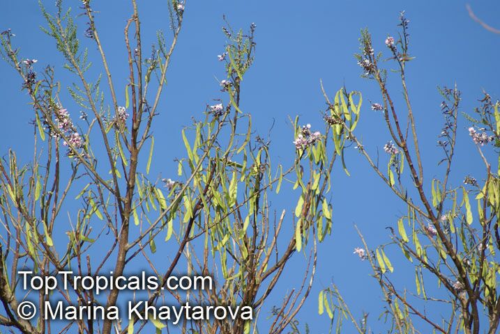 Gliricidia maculata, Gliricidia sepium, Gliricidia, Madre de Cacao, Madura