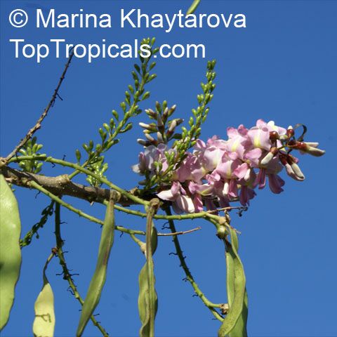 Gliricidia maculata, Gliricidia sepium, Gliricidia, Madre de Cacao, Madura