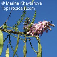 Gliricidia maculata, Gliricidia sepium, Gliricidia, Madre de Cacao, Madura

Click to see full-size image