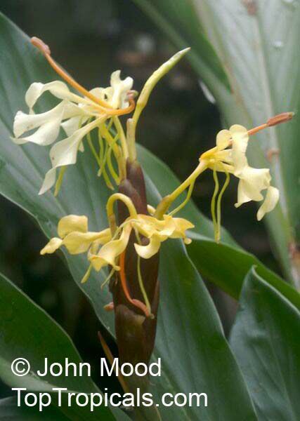 Hedychium sp., Ginger Lily. Hedychium borneense