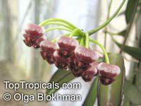 Hoya wayetii, Hoya kentiana, Wax Plant

Click to see full-size image