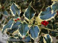 Ilex aquifolium , Holly, European Holly 

Click to see full-size image
