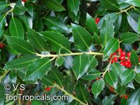 Ilex opaca , American Holly 

Click to see full-size image