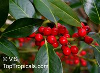Ilex opaca , American Holly 

Click to see full-size image