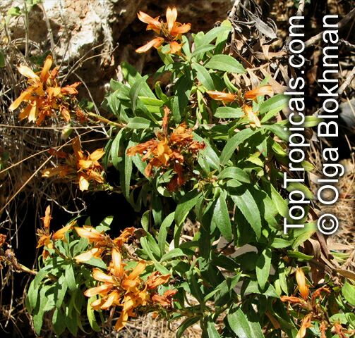 Isoplexis canariensis , Canary Island Foxglove